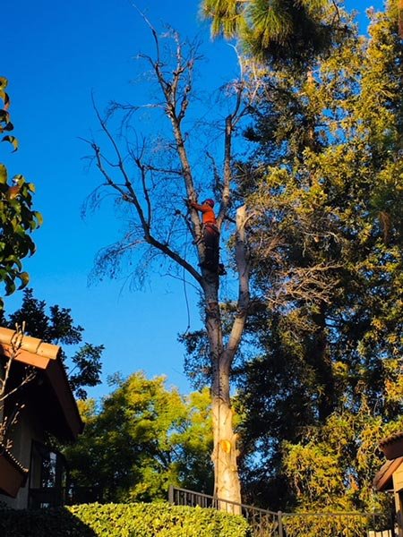 Trees 'N Things - tree service in Los Angeles, CA