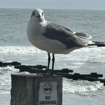 Margaritaville - Atlantic City - Seagull watching us - Bars Near Me - Atlantic City, New Jersey Margaritaville - Atlantic City - Seagull watching us - Bars Near Me - Atlantic City, New Jersey