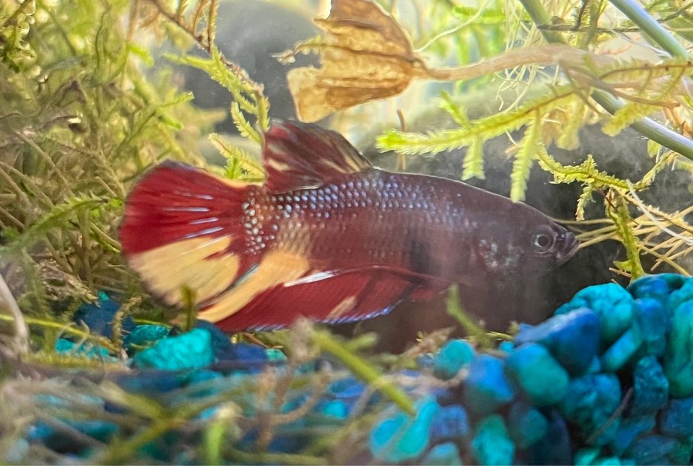 A Tropical Reef Image