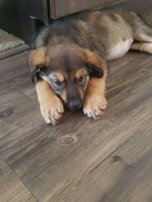 Lifeline Puppy Rescue by null