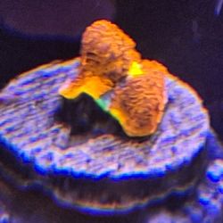 Below Sea Level Aquarium Services - Rainbow chalice