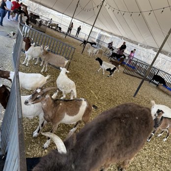 The Stockyards - Petting zoo - Local Flavor Near Me - Fort Worth, Texas The Stockyards - Petting zoo - Local Flavor Near Me - Fort Worth, Texas