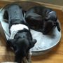 Photo of Tyson Grover - Friendly Vet Animal Hospital