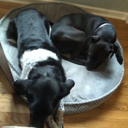 Tyson Grover - Friendly Vet Animal Hospital - Kyla (the older) and Sylvie (the younger).....