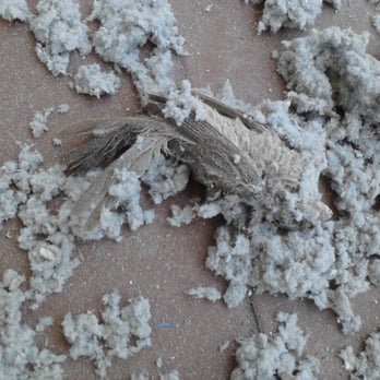 Clean & Clear Dryer Vent Service - A dead bird was the culprit in this pipe. - Air Duct Cleaning Near Me Clean & Clear Dryer Vent Service - A dead bird was the culprit in this pipe. - Air Duct Cleaning Near Me