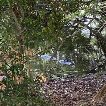 Florida Botanical Gardens - Some larger alligators were present. Leashed dogs were allowed, but people were cautioned that alligators were in the area. - Botanical Gardens Near Me - Largo, Florida