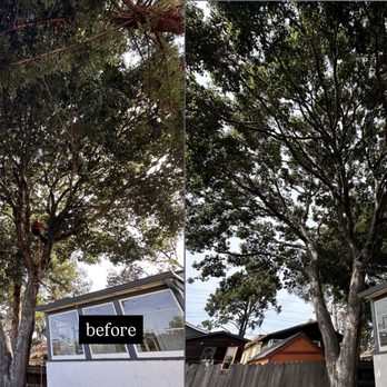 Madriz Tree Service - Tree Services Near Me - Richmond, California