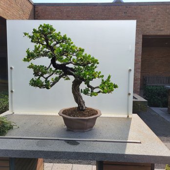 Chicago Botanic Garden - Bonsai plant - Botanical Gardens Near Me - Glencoe, Illinois