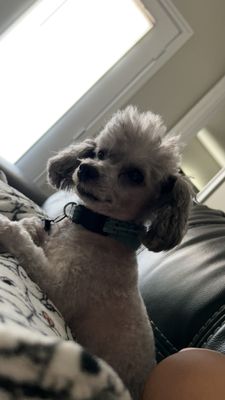 NB Animal Urgent Care