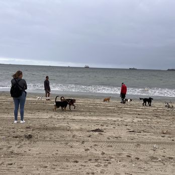 Rosie's Dog Beach - Dog Parks Near Me - Long Beach, California Rosie's Dog Beach - Dog Parks Near Me - Long Beach, California