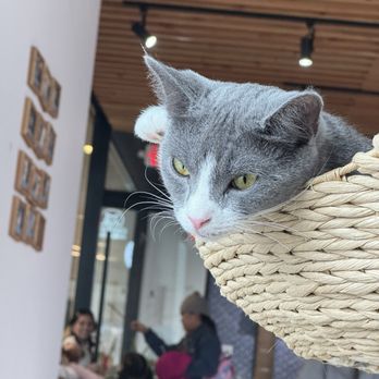 KOKORO CAT CAFE - Updated October 2025 - 36 Photos - 133-36 37th Ave