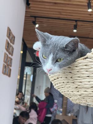 Kokoro Cat Café by null