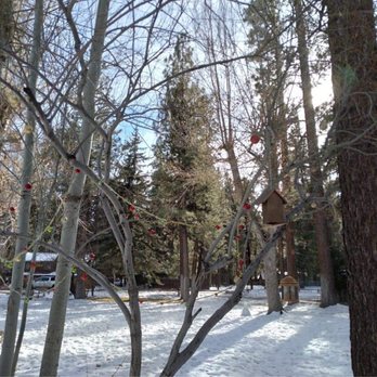 Grey Squirrel Resort & Vacation Rental Homes - Holiday decorated landscape - Big Bear Lake, CA