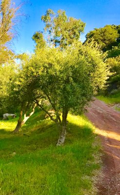 Ojai Olive Oil by null