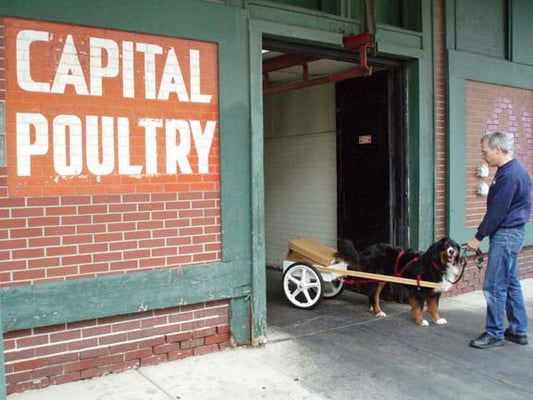 Capital Poultry by null