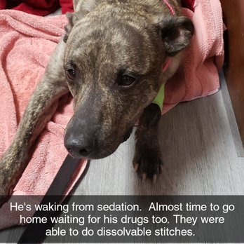 Tri County Veterinary Clinic - Banzai is already doing so much better - Veterinarians Near Me - Russiaville, Indiana Tri County Veterinary Clinic - Banzai is already doing so much better - Veterinarians Near Me - Russiaville, Indiana