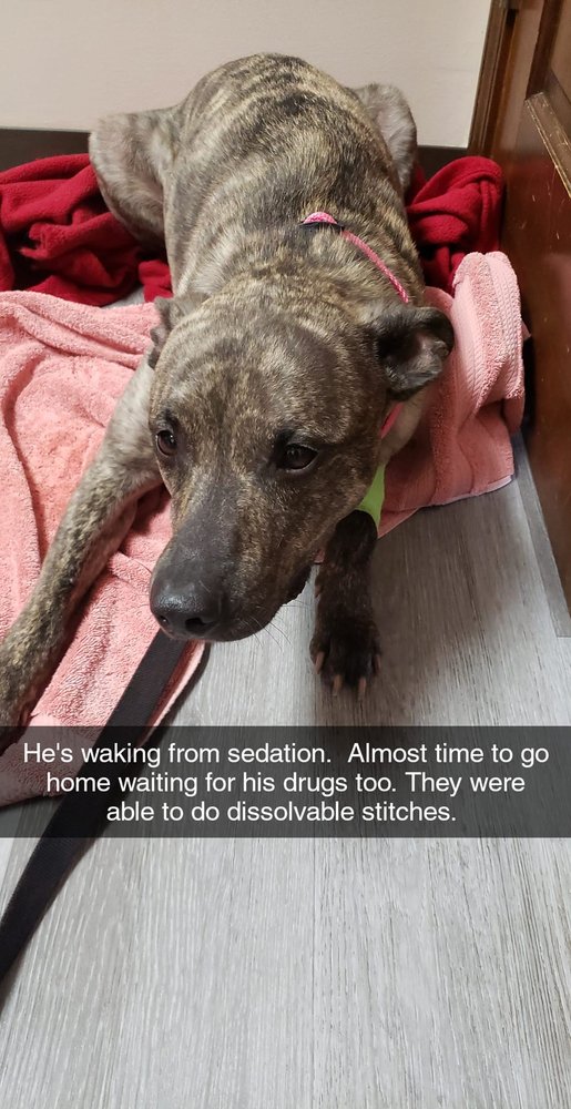 TRI COUNTY VETERINARY CLINIC 9804 E State Road 26, Russiaville