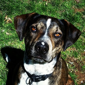 The Right Steps Dog Training - Pet Training Near Me - Abington, Pennsylvania The Right Steps Dog Training - Pet Training Near Me - Abington, Pennsylvania