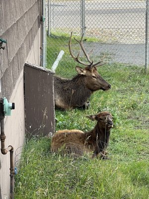 Roosevelt Arch by null