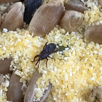 H Mart - From a 2lb bag of mixed grains. Plenty of little Stowaways. - International Grocery Near Me - Aurora, Colorado H Mart - From a 2lb bag of mixed grains. Plenty of little Stowaways. - International Grocery Near Me - Aurora, Colorado
