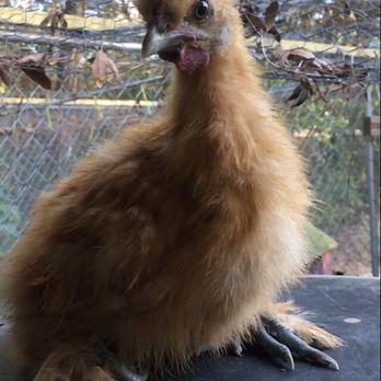 Meyer Hatchery - Fuzz (Buff Silkie) all grown up! - Ranches Near Me - Polk, Ohio