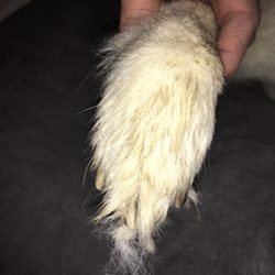 Animal Medical Hospital