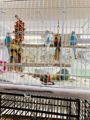 Birds & More by null