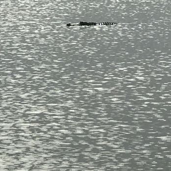 Meaher State Park - Alligators in the bay- do not let your pets run off a leash or in attended. - Parks Near Me - Spanish Fort, Alabama Meaher State Park - Alligators in the bay- do not let your pets run off a leash or in attended. - Parks Near Me - Spanish Fort, Alabama