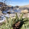 Sandia Peak Tramway gift card