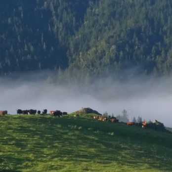 Bear River Valley Beef - A misty morning in Bear River. - Meat Shops Near Me - Ferndale, California