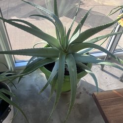 Rootdown - Lots of beautiful aloe plants
