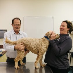 Animal Dermatology Clinic