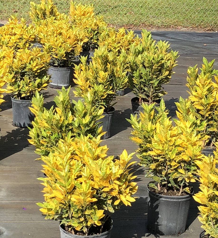 A & G PLANT NURSERY Updated August 2024 26 Photos 16532 Hutchison