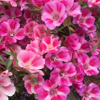 Windhorse Orchard - California Native Clarkia amoena 'Farewell to Spring' - Landscaping Near Me Windhorse Orchard - California Native Clarkia amoena 'Farewell to Spring' - Landscaping Near Me