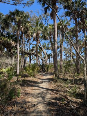 Hunting Island by null