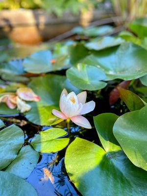 Matanzas Creek Winery by null