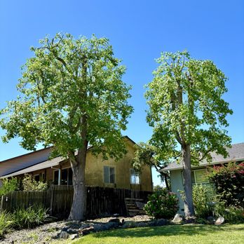 Douglas Tree Service - Tree Services Near Me Douglas Tree Service - Tree Services Near Me