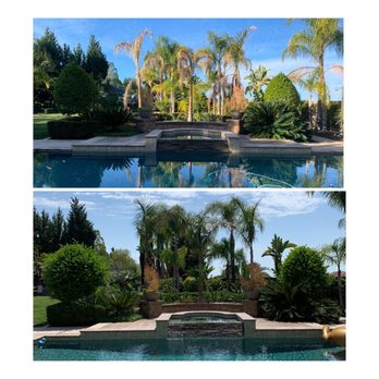 SD Pure Organics - Before and after of palms - Landscaping Near Me SD Pure Organics - Before and after of palms - Landscaping Near Me
