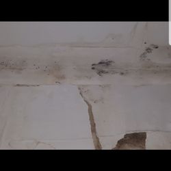 Pine Green Apartments - Mold and crack in ceiling.