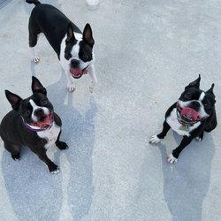 Pawesome Playground