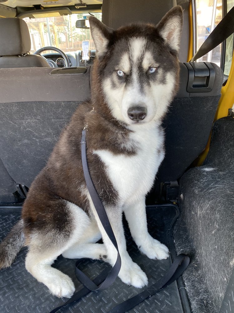 NOAH’S BARK GROOMING SALON AND ACADEMY Updated October 2024 17 Photos & 11 Reviews 2445