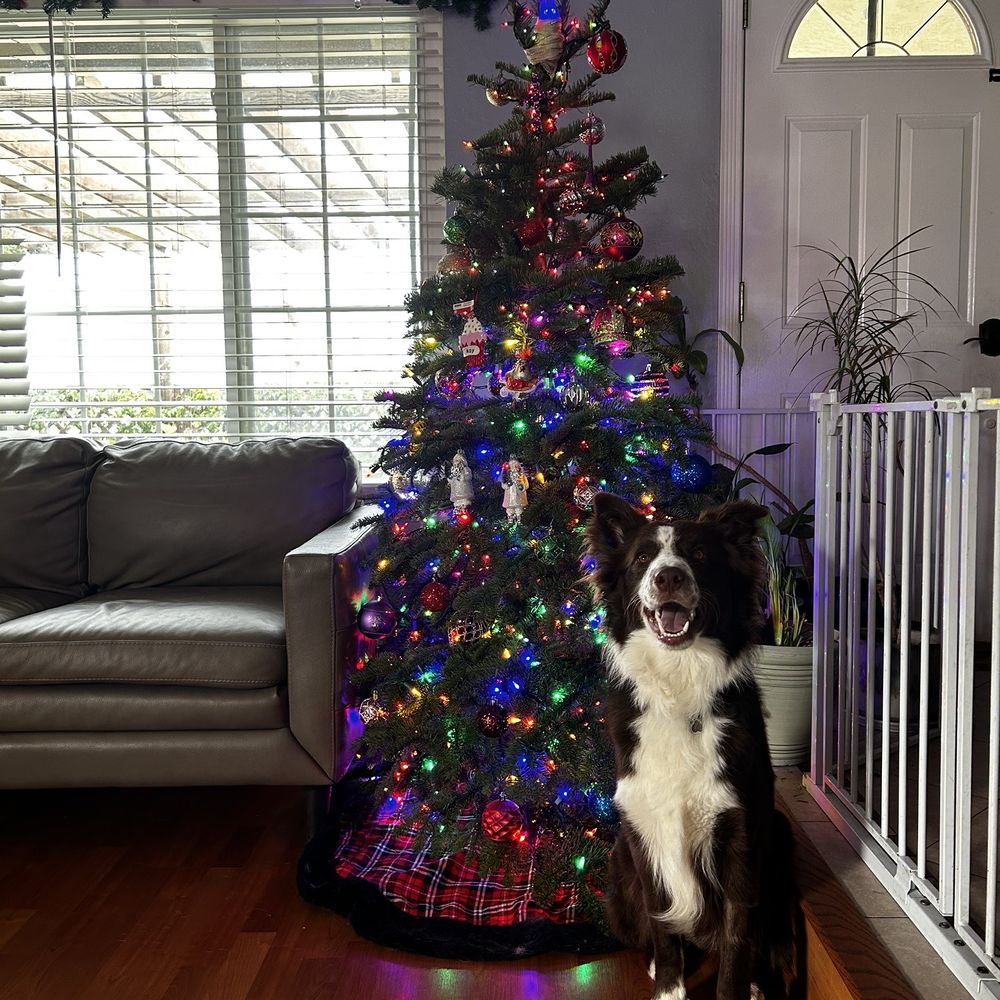 Uncle Pawpaw - Christmas time last year at uncle paw paws - Pet Groomers Near Me Uncle Pawpaw - Christmas time last year at uncle paw paws - Pet Groomers Near Me