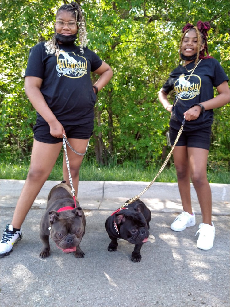 MAJESTY BULLY KENNEL Updated September 2024 14 Photos Omaha, Nebraska Dog Walkers