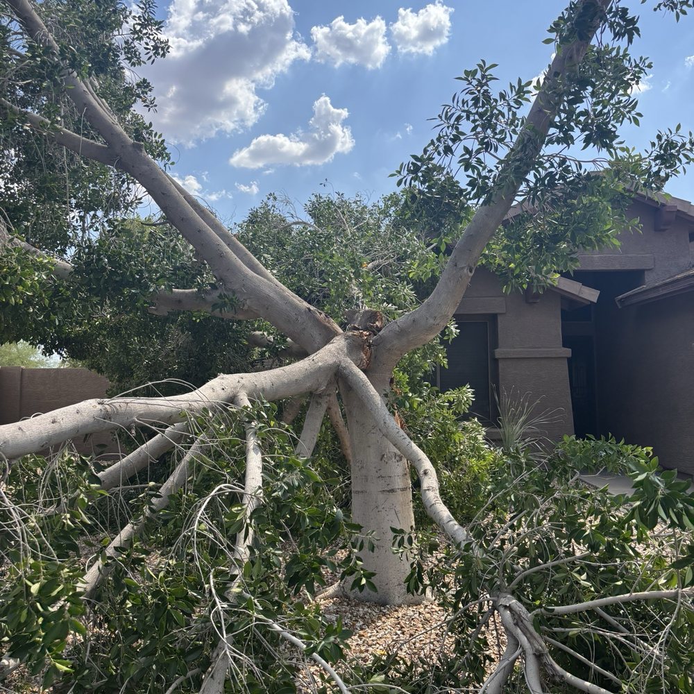 Roy's Trees - Lighting struck the tree - Tree Services Near Me Roy's Trees - Lighting struck the tree - Tree Services Near Me