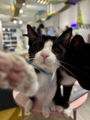 Meows Rakuen by null