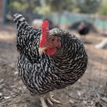 Kindred Spirits Care Farm - Pretty chickie - Animal Shelters Near Me - Chatsworth, California Kindred Spirits Care Farm - Pretty chickie - Animal Shelters Near Me - Chatsworth, California