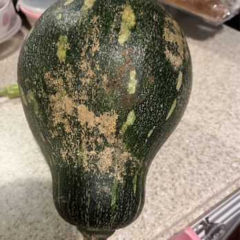 Montgomery Pest Control - my homegrown organic pumpkin - Pest Control Near Me