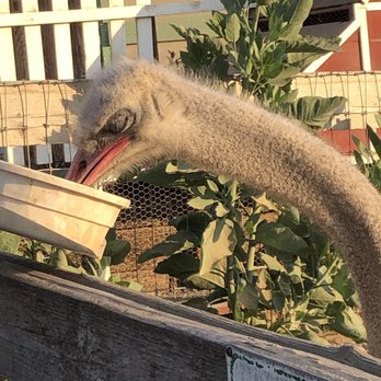 Ostrichland USA - Attraction Farms Near Me - Solvang, California Ostrichland USA - Attraction Farms Near Me - Solvang, California