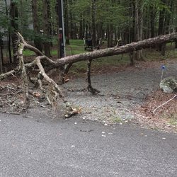 Done Right Tree Service