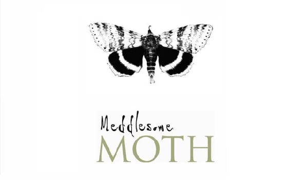 Meddlesome Moth by null